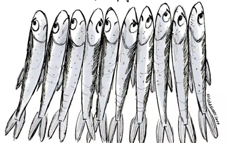 Sardines